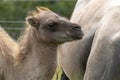 Baby Camel