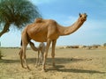 Baby camel feeding