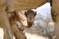 Baby Camel with Mother