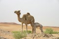 A baby camel and it mother Royalty Free Stock Photo