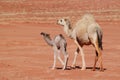 Baby camel with mother walking on desert Royalty Free Stock Photo