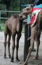 Baby camel