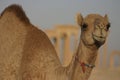 Baby camel Palmyra Syria