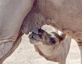 Baby camel reaching for mother milk