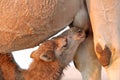 Baby camel sucking