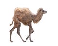Baby Camel with two humps , Bactrian camel on white background