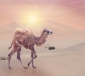 Baby Camel with two humps , Bactrian camel in desert