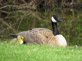 Baby Canada Goose Gosling and Mother Canada Goose Royalty Free Stock Photo
