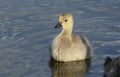 Baby Canada Goose Gosling Swimming
