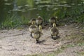 Baby Canada Goose Goslings Royalty Free Stock Photo