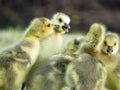 Baby Canada Goose Goslings Playing. Royalty Free Stock Photo