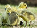 Baby Canada Goose Goslings Playing Royalty Free Stock Photo