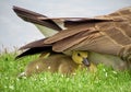 Baby Canada Goose Under Feathers Royalty Free Stock Photo