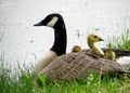 Baby Canada Goslings and Adult Canada Goose in the Rain