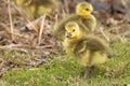 Baby Canada Goslings