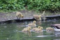 Baby Canadian geese chicks. Royalty Free Stock Photo