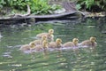 Baby Canadian geese chicks swimming. Royalty Free Stock Photo