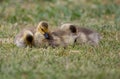 Baby Canadian Geese Chicks Royalty Free Stock Photo