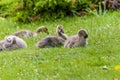 A baby Canadian Geese looks alert beside in a lake in a park in Haywards Heath, Sussex, UK Royalty Free Stock Photo