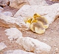 Baby Canadian Geese Royalty Free Stock Photo