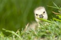 Baby Canadian goose Royalty Free Stock Photo