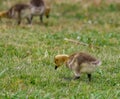 A Baby Canadian Goose Royalty Free Stock Photo