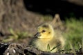 Baby canadian goose Royalty Free Stock Photo