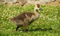 Baby Canadian goose Royalty Free Stock Photo