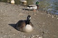 Wildlife Series - Canada Goose and Goslings - Branta Canadensis Royalty Free Stock Photo