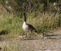 Wildlife Series - Canada Goose and Goslings - Branta Canadensis Royalty Free Stock Photo