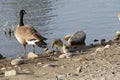 Wildlife Series - Canada Goose and Goslings - Branta Canadensis Royalty Free Stock Photo