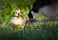 Baby Canadian goose learns how to walk and forage for food Royalty Free Stock Photo