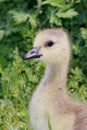 Baby Canadian Goose walking in the grass Royalty Free Stock Photo