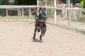 Baby cane corso running at a horse arena. Royalty Free Stock Photo