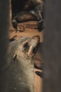 A baby cape fur seal Royalty Free Stock Photo