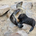 Baby cape fur seal with his mother Royalty Free Stock Photo