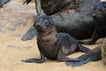 Baby cape fur seal, Namibia Royalty Free Stock Photo