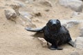 Baby cape fur seal Royalty Free Stock Photo