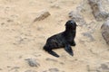 Baby cape fur seal Royalty Free Stock Photo