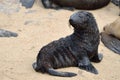 Baby cape fur seal Royalty Free Stock Photo