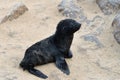 Baby cape fur seal Royalty Free Stock Photo