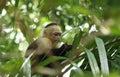 Baby capuchin monkey eating in tree, Costa Rica