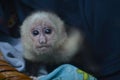 Baby Capuchin monkey