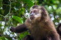 Baby Capuchin Monkey on the tre