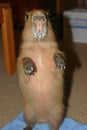 Baby capybara begging for milk