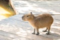 Baby capybara Hydrochoerus hydrochaeris Biggest mouse