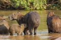 Baby Capybara Nursing in the River