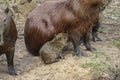 Baby Capybara suckling at its mother, Pantanal. Brazil