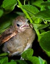 Baby Cardinal