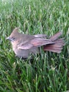 Baby Cardinal